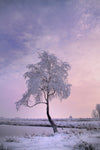 Fototapete Ein Winterbaum