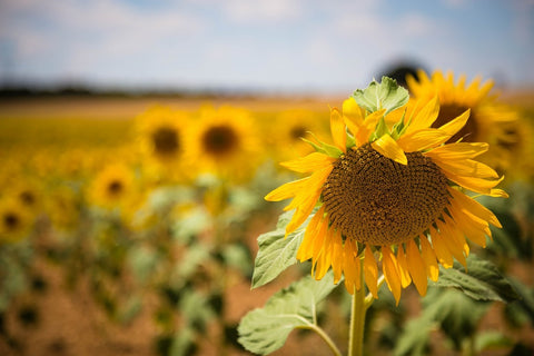 Fototapete Eine Sonnenblume im Feld