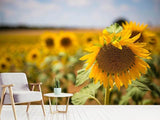 Fototapete Eine Sonnenblume im Feld