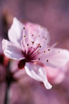 Fototapete Entzückende Kirschblüte