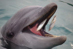 Fototapete Essenszeit für einen Delphin