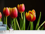 Fototapete Farbenfrohe Tulpen