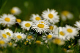 Fototapete Gänseblümchen XL