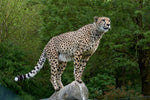 Fototapete Gepard auf dem Sprung