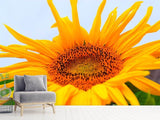 Fototapete Grosse Sonnenblume