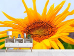 Fototapete Grosse Sonnenblume