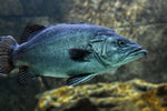 Fototapete Grosser Fisch