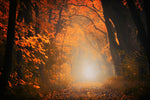 Fototapete Herbstlicht im Wald