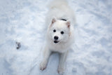 Fototapete Hunde Freude im Schnee