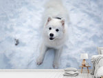 Fototapete Hunde Freude im Schnee