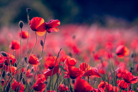 Fototapete Im Mohn Feld