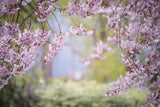 Fototapete Im schönen Frühling