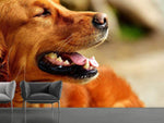 Fototapete Irish Setter Schnauze