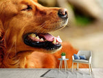Fototapete Irish Setter Schnauze