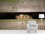 Fototapete Katze im Versteck