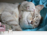 Fototapete Katzen Mama mit Baby