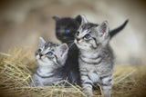Fototapete Kitten Trio