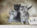 Fototapete Kitten Trio