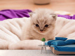 Fototapete Kitten zum Verlieben