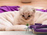 Fototapete Kitten zum Verlieben