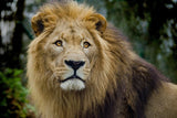 Fototapete König der Tierwelt
