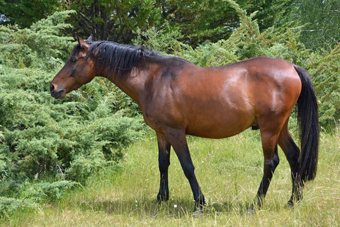 Fototapete Kräftiges Pferd