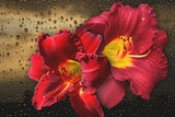 Fototapete Lilien Blüten mit Wassertropfen