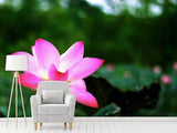 Fototapete Lotus in der Natur
