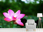 Fototapete Lotus in der Natur