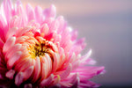 Fototapete Makro Chrysantheme