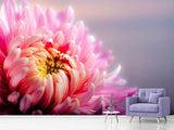 Fototapete Makro Chrysantheme