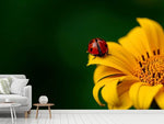 Fototapete Marienkäfer auf der Sonnenblume