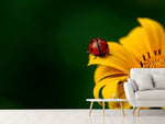 Fototapete Marienkäfer auf der Sonnenblume