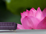 Fototapete Marko Lotus in pink