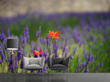 Fototapete Mohn im Lavendel