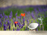 Fototapete Mohn im Lavendel