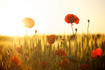Fototapete Mohn im Sonnenuntergang