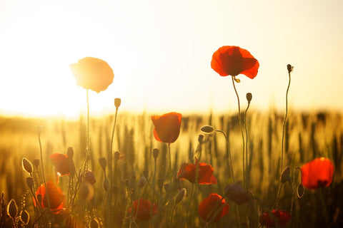 Fototapete Mohn im Sonnenuntergang