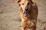 Fototapete Nasser Hund