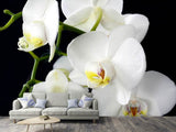 Fototapete Orchidee Close up