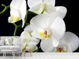 Fototapete Orchidee Close up