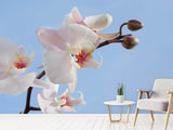 Fototapete Orchidee im Himmel