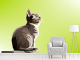 Fototapete Pop Art Katze XL