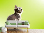 Fototapete Pop Art Katze XL
