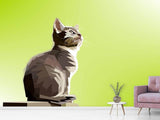 Fototapete Pop Art Katze XL