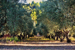 Fototapete Prächtige Olivenbäume