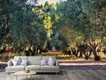 Fototapete Prächtige Olivenbäume