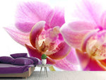 Fototapete Prächtige Phalaenopsis