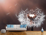 Fototapete Pusteblume im Abendlicht