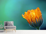 Fototapete Ringelblume im Morgentau